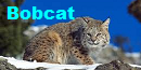 Bobcat