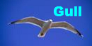 Gull